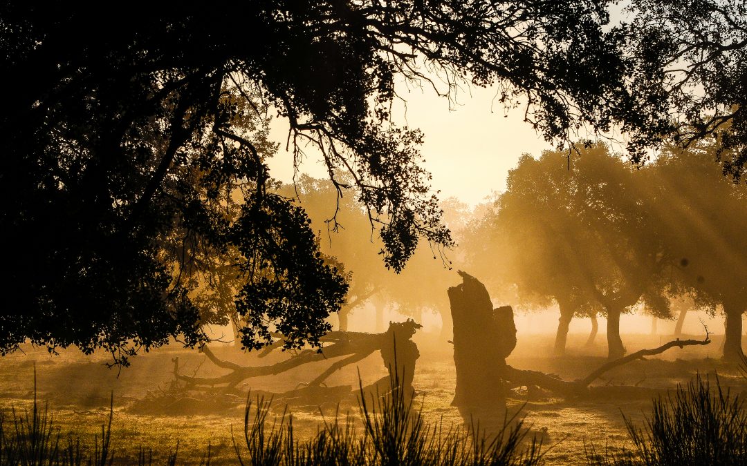 Extremadura, explosión de naturaleza